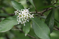 Ixora finlaysoniana